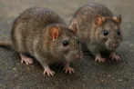 Traitement contre les rats et souris, dératisation à Cherbourg-en-Cotentin 50100 Manche